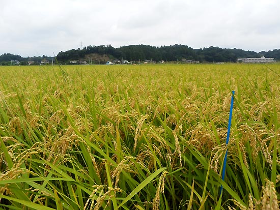 9月11日の田んぼ(緑ヶ丘小・北郷小)_d0247484_16405489.jpg