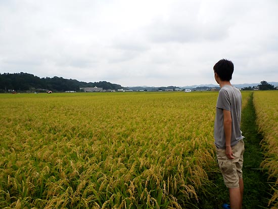 ９月１１日の田んぼ（緑ヶ丘小・北郷小）_d0247484_1641419.jpg