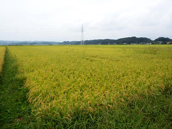 9月11日の田んぼ(緑ヶ丘小・北郷小)_d0247484_16423155.jpg