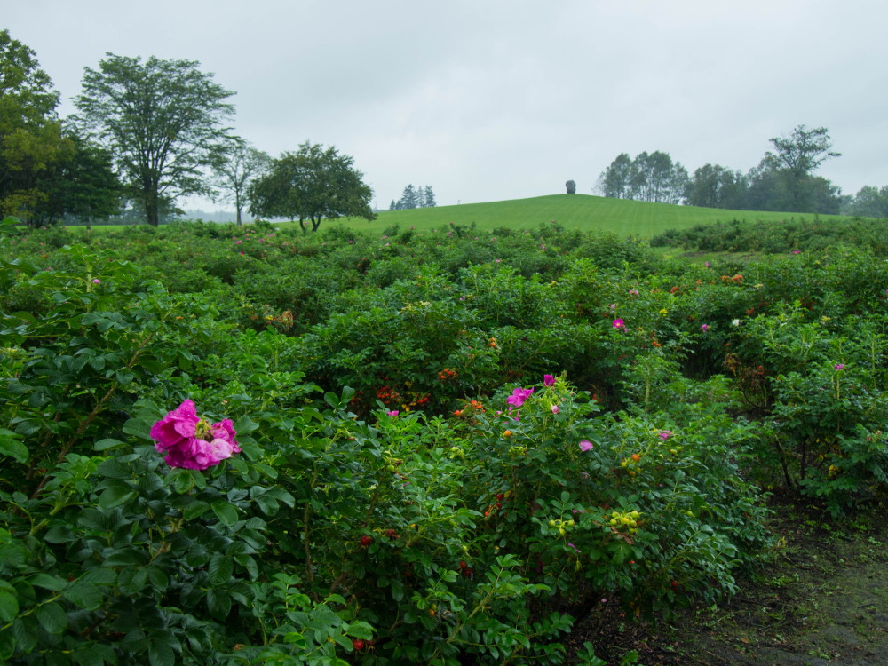 雨の１日ですが・・「中札内村農村風景」と「六花の森」_f0276498_23021488.jpg