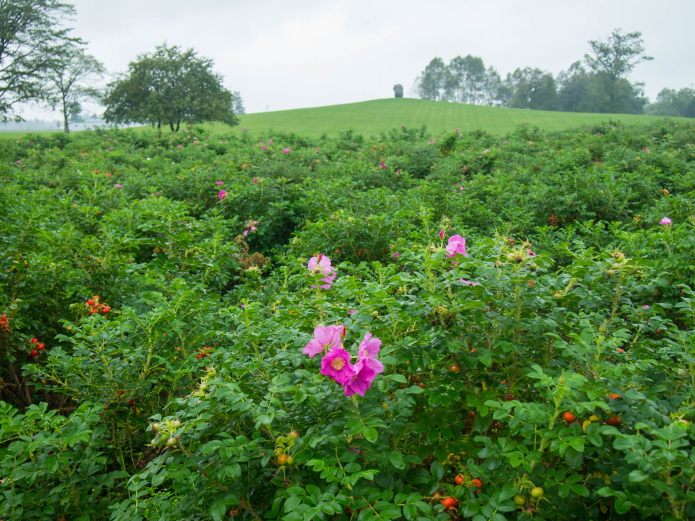 雨の１日ですが・・「中札内村農村風景」と「六花の森」_f0276498_23022922.jpg