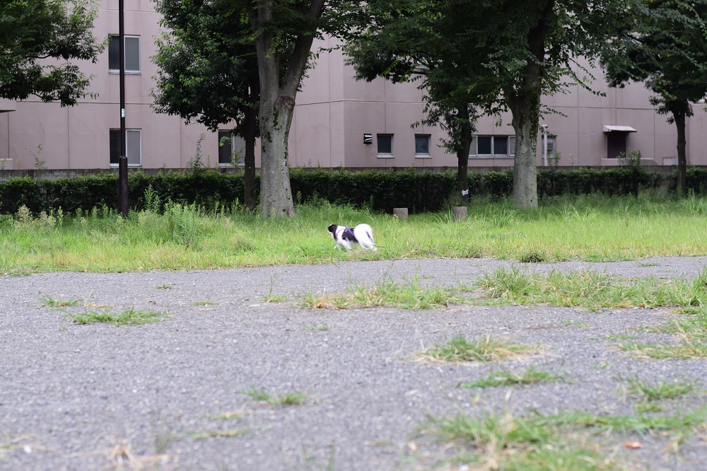 朝ん歩は雨に降られずすみました。_a0155999_15394233.jpg