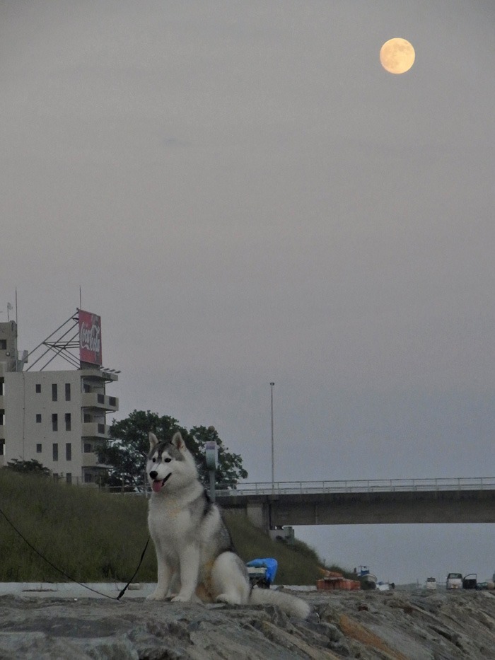 c0049299_2210181.jpg