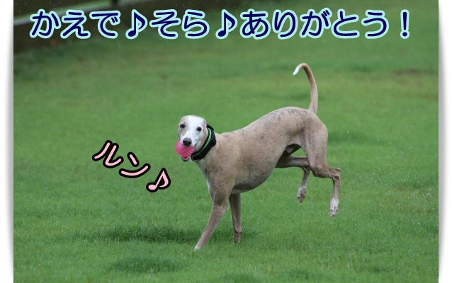 e0100007_1553211.jpg