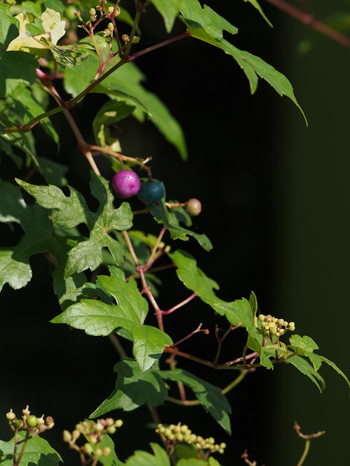 d0001008_20174595.jpg