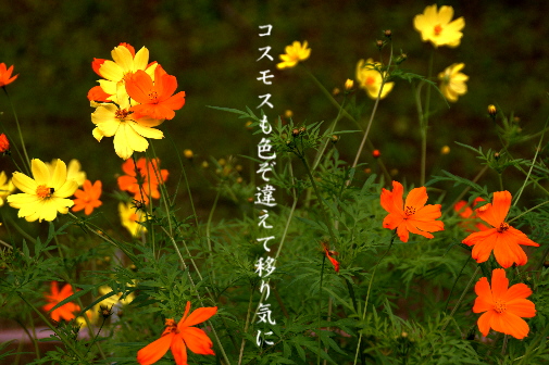 コスモス 写真俳句 一日一写句