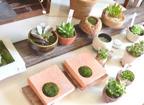 サボテン多肉展 出品店・出展作家のご案内_d0263815_16262330.jpg
