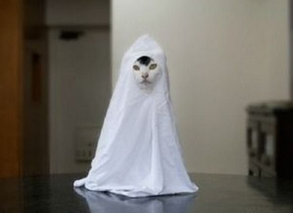 猫の心霊写真とは Rodolfoの決戦 血栓な日々 猫の心霊写真とは Rodolfoの決戦 血栓な日々