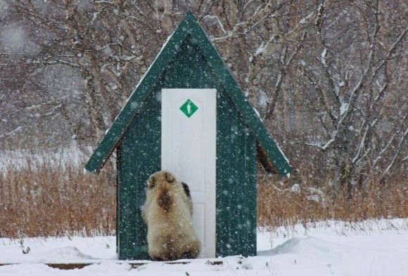 ロシアでは街に普通にクマがいる話_d0019916_64457.jpg