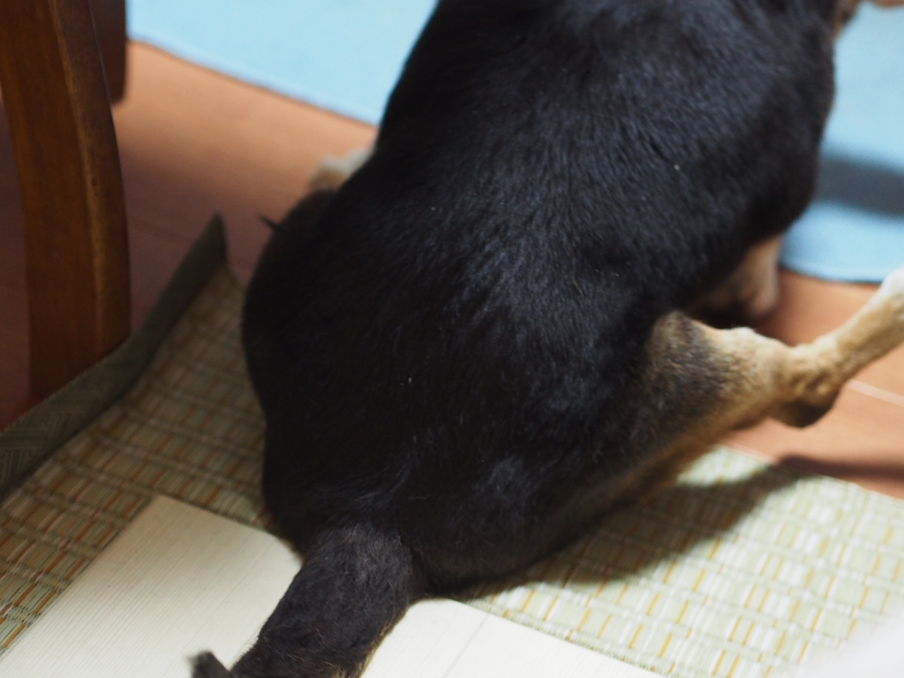 お尻すりすり 週末ブログ お尻すりすり 週末ブログ
