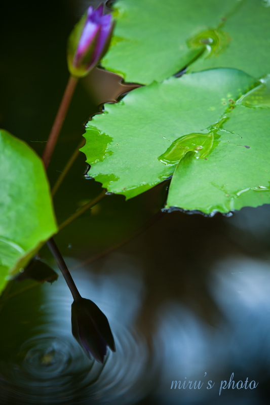 心を映す水鏡_c0037519_0462359.jpg