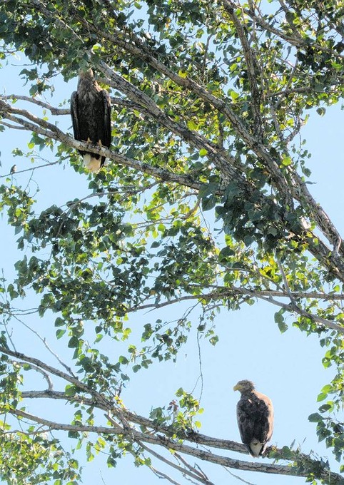 北の森からエゾリスと野鳥便り _d0098721_19301220.jpg