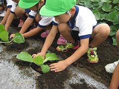 ９月１１日（年中　玉ねぎ　白菜苗植え）_d0091723_9155992.jpg