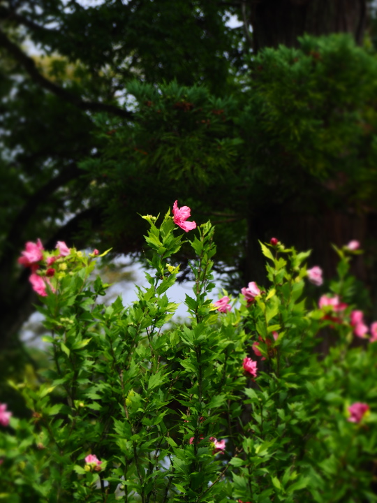 b0244424_2433227.jpg