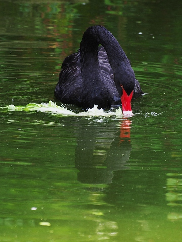 動物園_c0077531_17391149.jpg