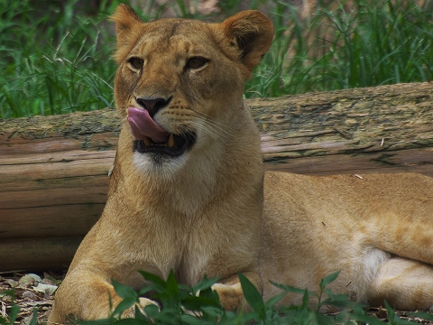 動物園_c0077531_1739236.jpg
