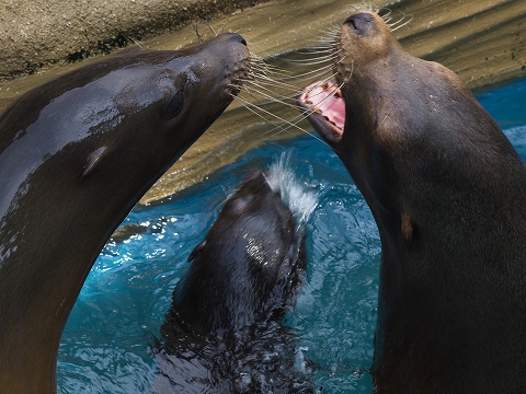 動物園_c0077531_17512023.jpg