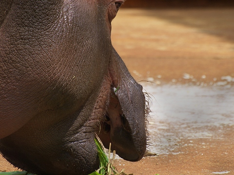 動物園_c0077531_17563066.jpg