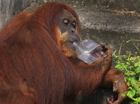 動物園_c0077531_17571764.jpg