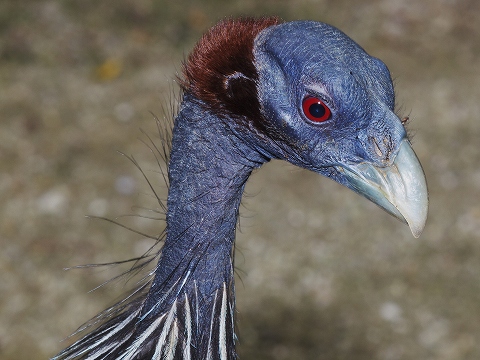 動物園_c0077531_18164041.jpg