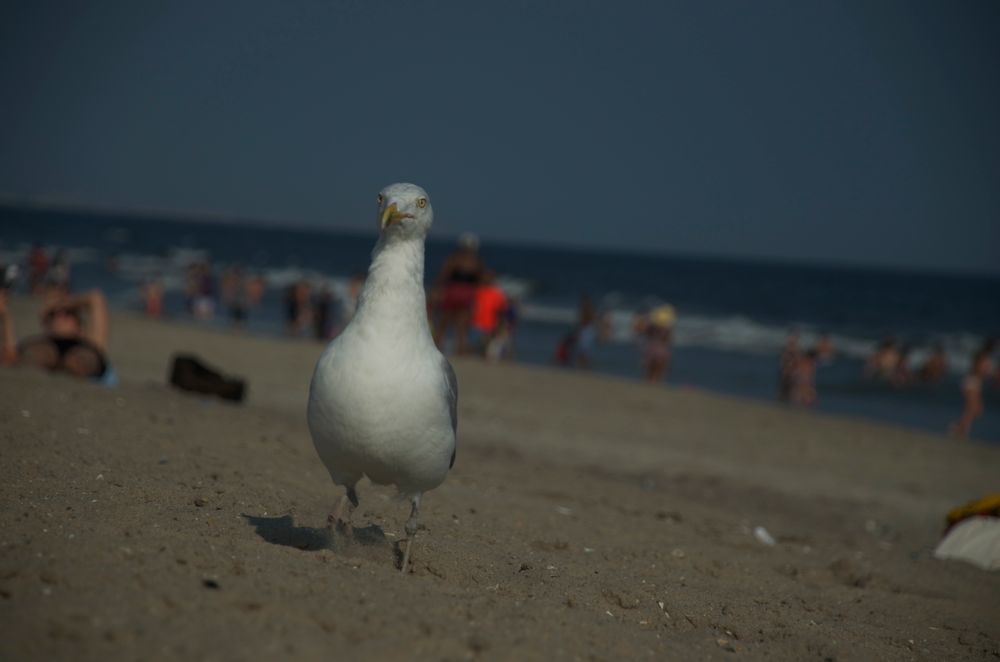 フェリーに乗って　Ferry for Far Rockaway Beach_a0215638_139455.jpg