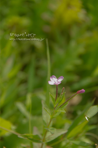 秋風からの花便り①**in 吾妻山_b0197639_22204536.jpg