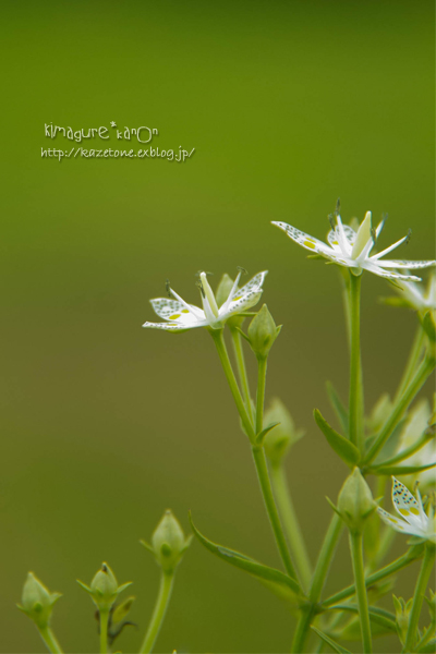 秋風からの花便り①**in 吾妻山_b0197639_22281010.jpg