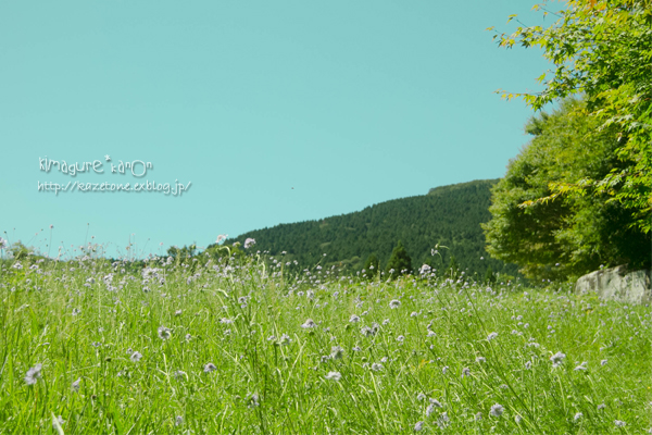 秋風からの花便り①**in 吾妻山_b0197639_2242452.jpg