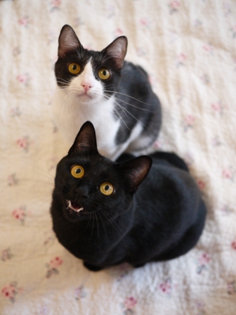 いってらっしゃい猫 てぃぁらみるきぃ編。_a0143140_21422161.jpg
