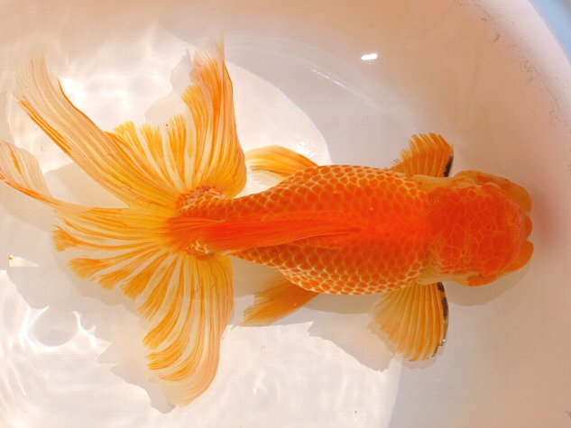 金魚 新入荷 : 大森町水族館 金魚 新入荷 : 大森町水族館