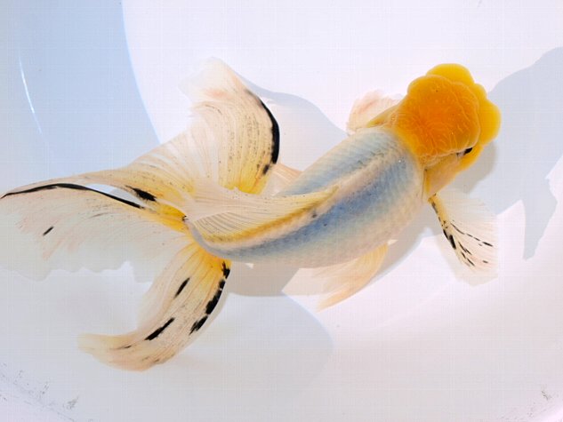 金魚 新入荷 : 大森町水族館 金魚 新入荷 : 大森町水族館