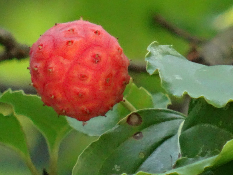 植物観察　　in　　せんなん里海公園_c0108460_00361300.jpg