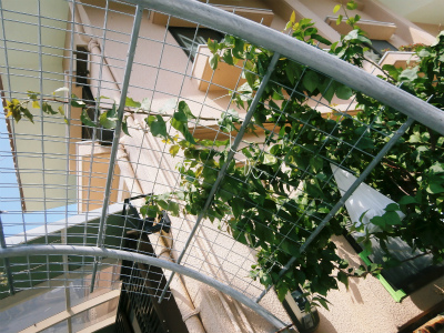ブーゲンビレアの手入れ_c0180460_22354925.jpg
