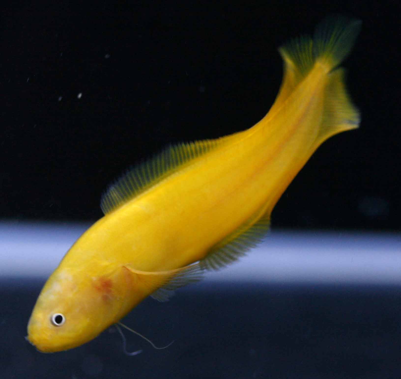 魚がいろいろ ビーボックスアクアリウム松戸店 海水魚 サンゴ情報 魚がいろいろ ビーボックスアクアリウム松戸店 海水魚 サンゴ情報
