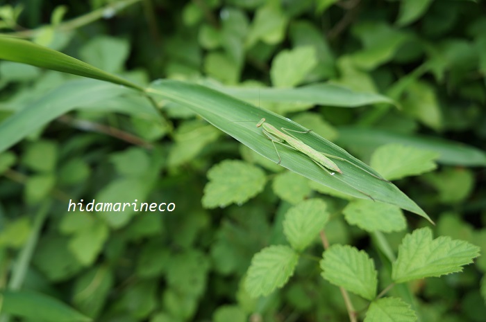 2014.7.6 神代植物公園_d0324472_16291752.jpg