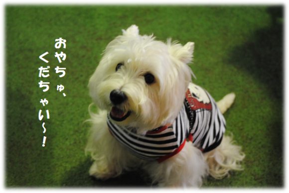 ♪ ダニエル Woofでお友達とランランラン？午後の部～＼(＠＾０＾＠)/♪_b0242873_01393780.png