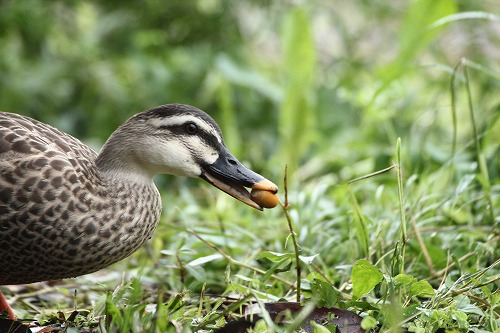 ★秋の味覚「どんぐりを食すカルガモ」_e0046474_1227296.jpg