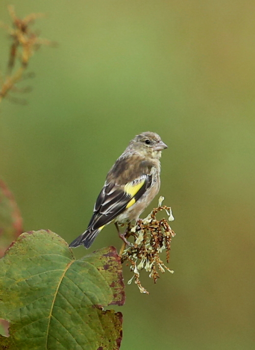 ９月のカワラヒワ_d0262476_526783.jpg