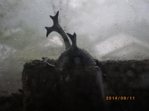 たそがれるカブトムシ_e0290580_11243246.jpg