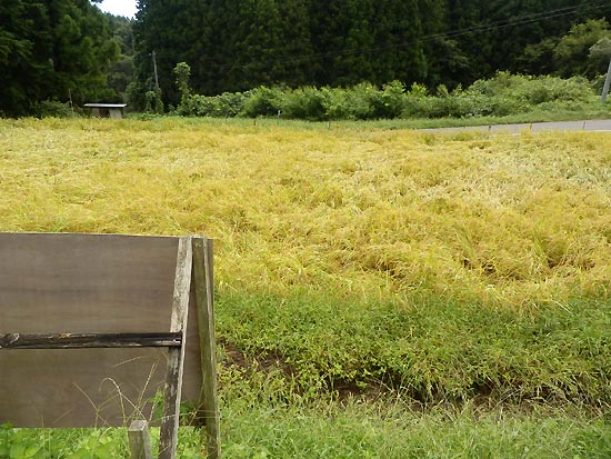 9月12日の田んぼ(月光原小・西根小)_d0247484_16294256.jpg
