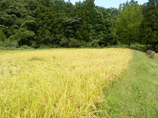 9月12日の田んぼ(月光原小・西根小)_d0247484_16344856.jpg