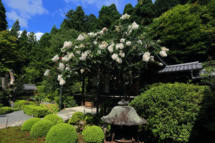 寂光院_e0051888_4293252.jpg