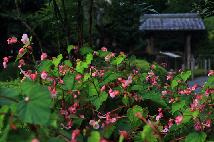 寂光院_e0051888_431285.jpg