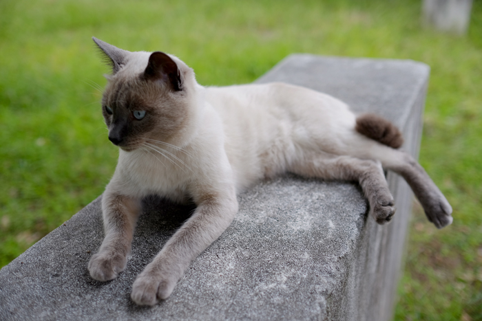 ミャンミャン 公園気持ちイイニャ Camera Bike Life Like