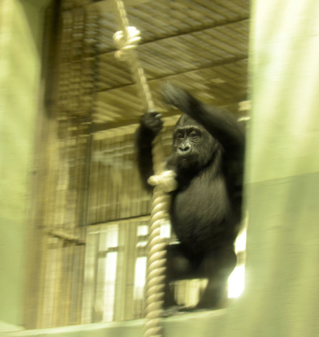 東山動物園　北園_d0090801_12400967.jpg