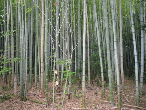 惣社神社（伊川谷惣社　いかわだにそうしゃ、神戸市西区）_d0287413_093775.jpg