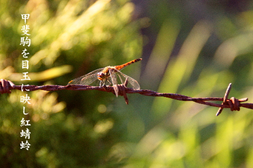 紅蜻蛉_e0099713_013046.jpg