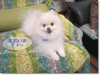 b0167519_22334772.gif