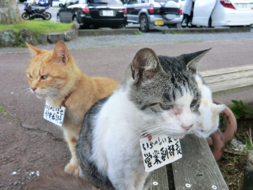 思うことありまくりのリハビリツー ネコトバイク2 日本独走