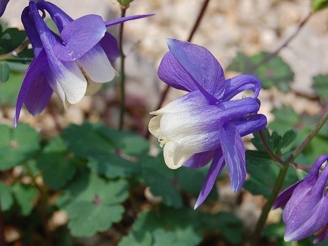 山野草　千島産　瑠璃オダマキ　6号鉢植え チシマルリオダマキ-北海道の山野草・宿根草・高山植物販売専門